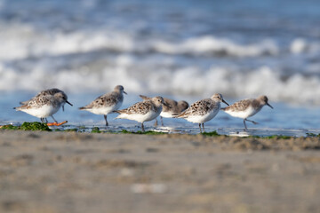 The sanderling (Calidris alba) small wading bird.