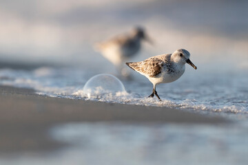 The sanderling (Calidris alba) small wading bird.