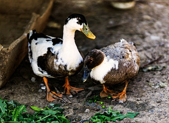 domestic ducks drake village poultry