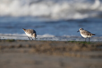 The sanderling (Calidris alba) small wading bird.