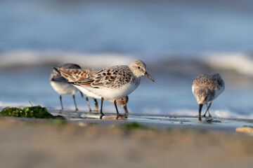 The sanderling (Calidris alba) small wading bird.