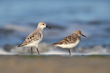 The sanderling (Calidris alba) small wading bird.