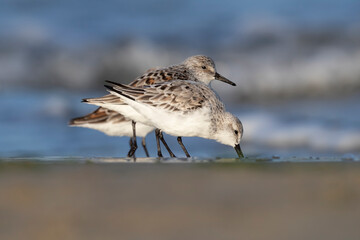 The sanderling (Calidris alba) small wading bird.