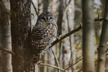 Barred Owl in Tree