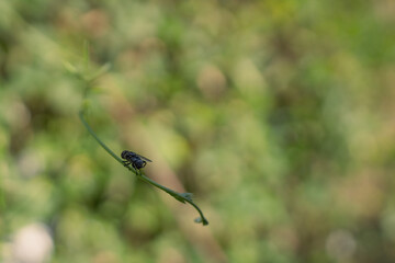 Mosca
