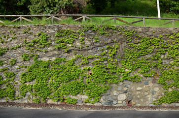 Stone wall with vines in Lucca