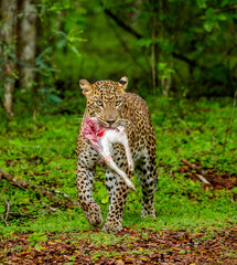 Leopard (Panthera pardus kotiya) with prey in the jungle. Sri Lanka. Yala National Park