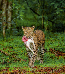 Naklejka na ściany i meble Leopard (Panthera pardus kotiya) with prey in the jungle. Sri Lanka. Yala National Park