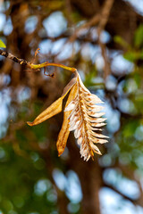 Ipê Ámarelo (Handroanthus albus), sementes