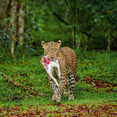 Naklejka na ściany i meble Leopard (Panthera pardus kotiya) with prey in the jungle. Sri Lanka. Yala National Park