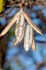 IPÊ ROSA (Handroanthus heptaphyllus), sementes.