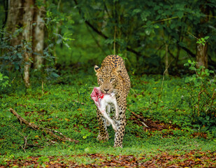 Leopard (Panthera pardus kotiya) with prey in the jungle. Sri Lanka. Yala National Park