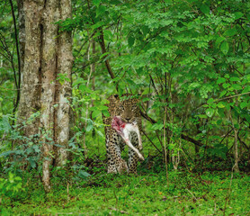 Leopard (Panthera pardus kotiya) with prey in the jungle. Sri Lanka. Yala National Park