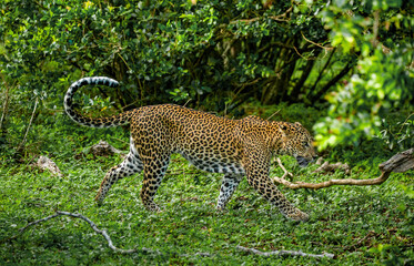 Leopard (Panthera pardus kotiya) in Yala National Park. Sri Lanka.