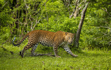 Leopard (Panthera pardus kotiya) in Yala National Park. Sri Lanka.
