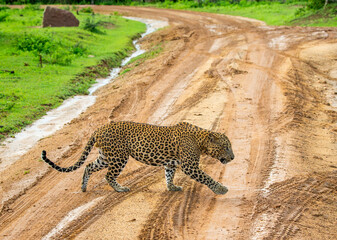 Leopard (Panthera pardus kotiya) is crossing the road in Yala National Park. Sri Lanka.