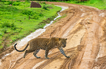 Leopard (Panthera pardus kotiya) is crossing the road in Yala National Park. Sri Lanka.