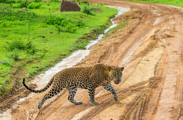 Leopard (Panthera pardus kotiya) is crossing the road in Yala National Park. Sri Lanka.