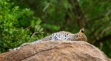 Leopard (Panthera pardus kotiya) is lying on a big rock in Yala National Park. Sri Lanka.