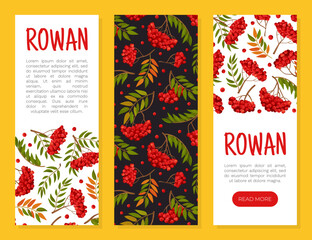 Rowan Berry Banner Design with Red Fruity Cluster on Branch Vector Template