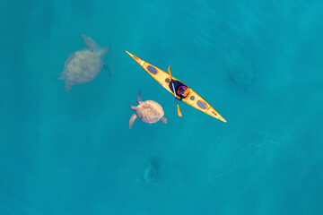 Kayak swimming among sea turtles boat blue turquoise water ocean, sunny day. Concept banner travel...