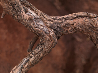 Tree Roots rustic texture on red clay soil background