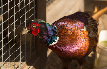 The common pheasant (Phasianus colchicus) is a bird in the pheasant family (Phasianidae). Male (