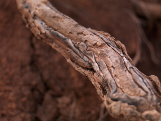 Tree Roots rustic texture on red clay soil background