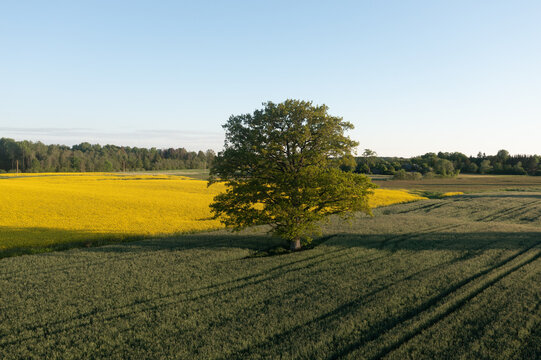 a lone tree stands in a field of yellow flowers in the distance, with a blue sky in the background, and a green field of yellow flowers in the foreground, and a. .