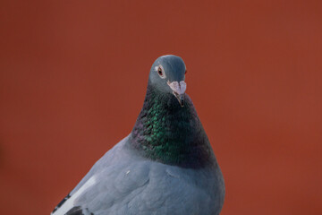 pigeon dove portraits close-up view 