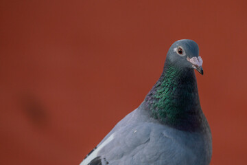 pigeon dove portraits close-up view 