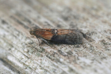 Closeup on a small Willow Knot-horn moth, Sciota adelphella sitting on wood
