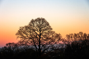 Fototapeta na wymiar Silhouette of leafless trees against sunset on a winter evening