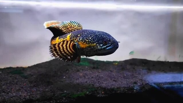 Channa Auranti beatiful fish