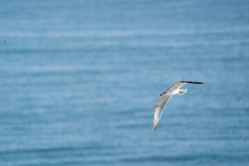 seagull with the sea ocean in the background on a sunny day