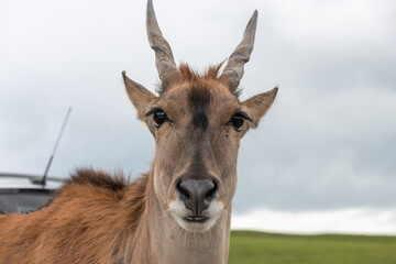 Portrait of a common eland (taurotragus oryx)