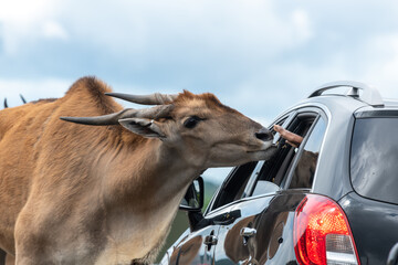 Close up of a common eland (taurotragus oryx) being hand fed from a person in a car