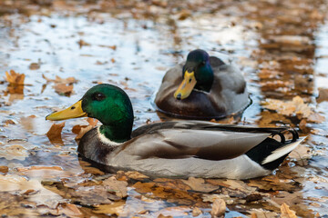 Mallard ducks in the pond among yellow leaves