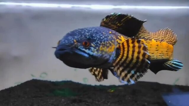 fish in aquarium - Channa aurantimaculata