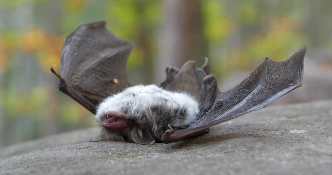 Dead bat lies on its back on a stone in the forest, the wind flutters its wings. Cinema 4K 60fps video