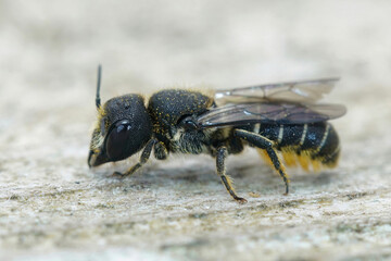 Closeup on a cute female Large-headed, Armoured-Resin Bee , Heriades truncorum sitting on wood