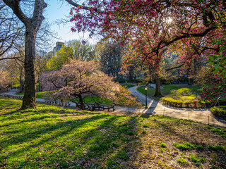Naklejka na ściany i meble Central Park in spring