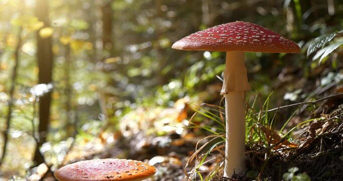 Big red fly agaric grows in autumn wood. Picturesque place in heart of forest. Cinema 4K Slow Motion video