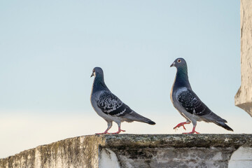 pigeon dove portraits close-up view 