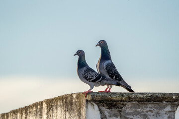 pigeon dove portraits close-up view 