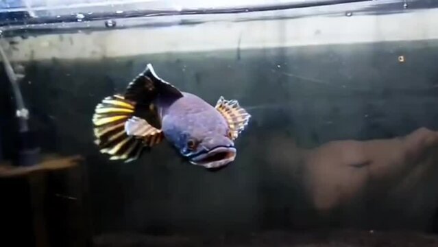 fish in aquarium