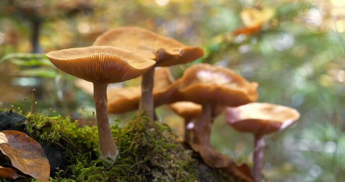Yellow mushrooms growing in the forest. Cinema 4K 60fps zoom-in video