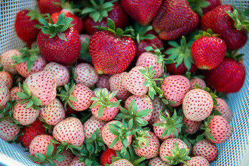 Top view of many fresh ripe delicious white and red strawberries in basket outdoors in sunny summer day. Healthy food. Harvest season