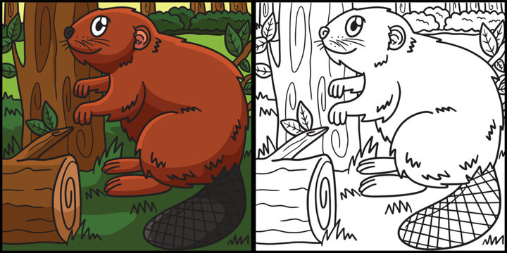 Beaver Coloring Page Colored Illustration
