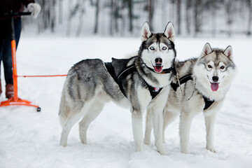 husky blue eyes grey dog winter tourism sustainable wild look © Joel